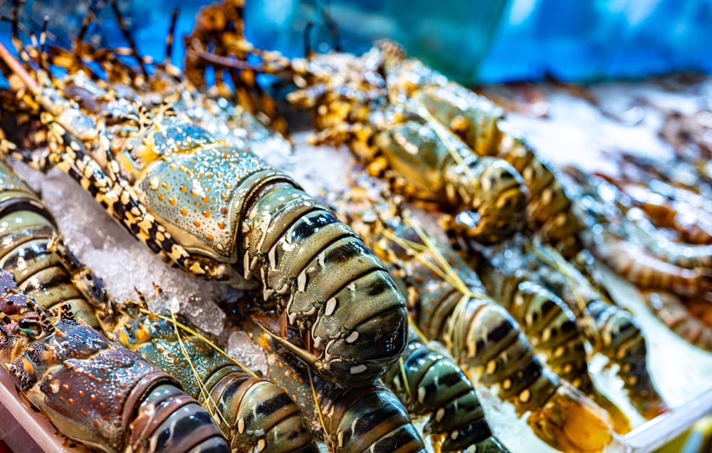 Fresh Phuket lobster for authentic Thai food